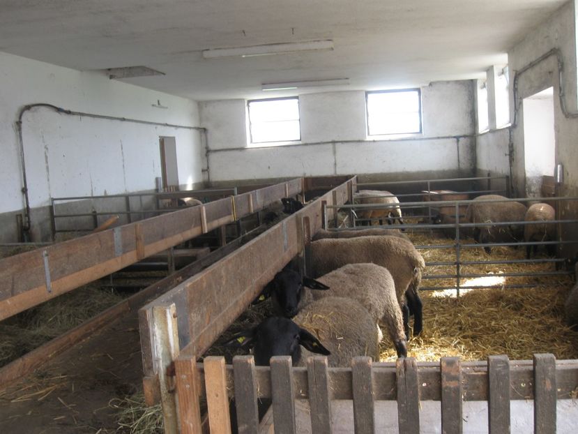  - animale ce am exportat in romania