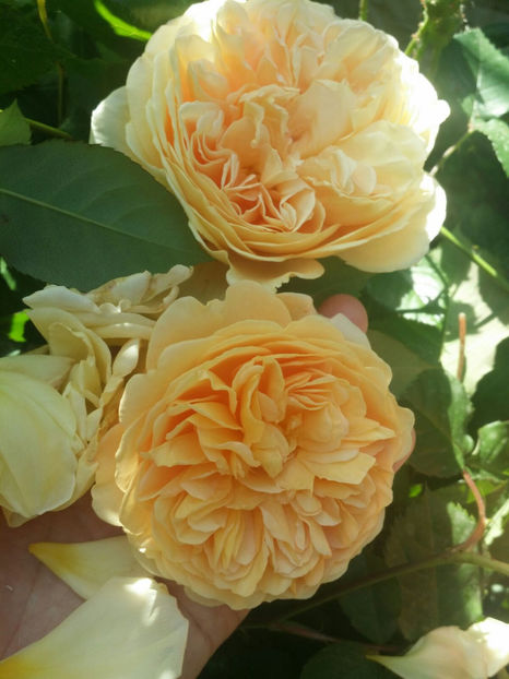  - Crown Princess Margareta