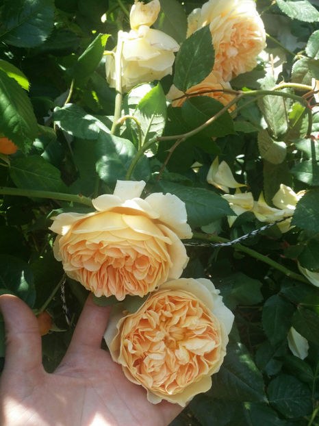  - Crown Princess Margareta