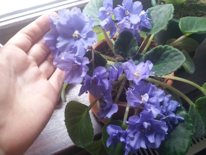  - Violete