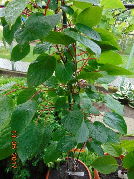 Actinidia arguta WEIKI (polenizator) - KIWI - Actinidia arguta