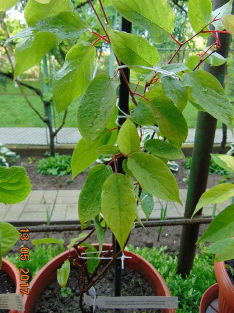 Actinidia arguta RED JUMBO - KIWI - Actinidia arguta