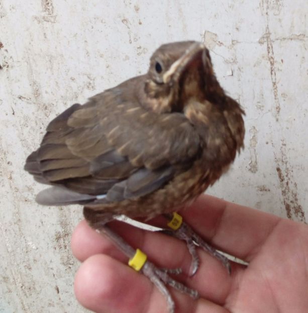  - AAAA__CUIB MIERLA 1 2017