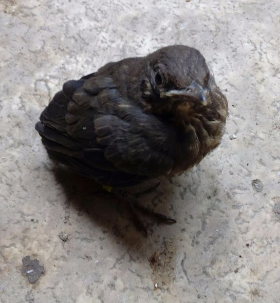  - AAAA__CUIB MIERLA 1 2017