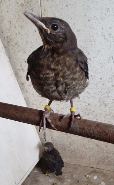  - AAAA__CUIB MIERLA 1 2017