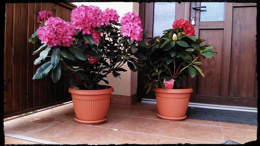 Rododendron roșu si roz - FLORI GRADINA DE VIS 2017