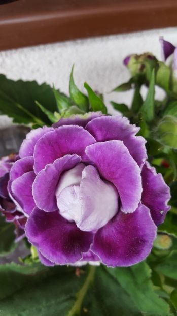  - Gloxinia