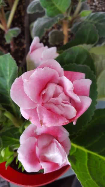  - Gloxinia