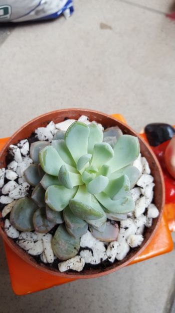  - Echeveria sp-elegans