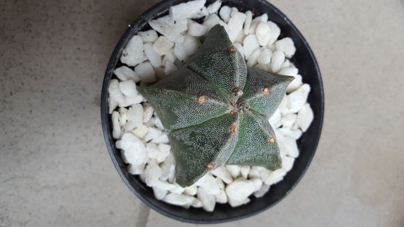 Astrophytum myriostigma - Astrophytum myriostigma