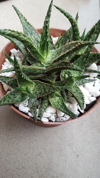  - Aloe starfish N