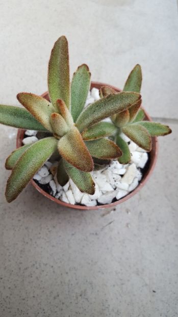 Kalanchoe tomentosa Chocolate Soldier - Kalanchoe tomentosa Chocolate Soldier