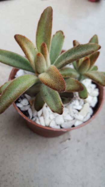  - Kalanchoe tomentosa Chocolate Soldier