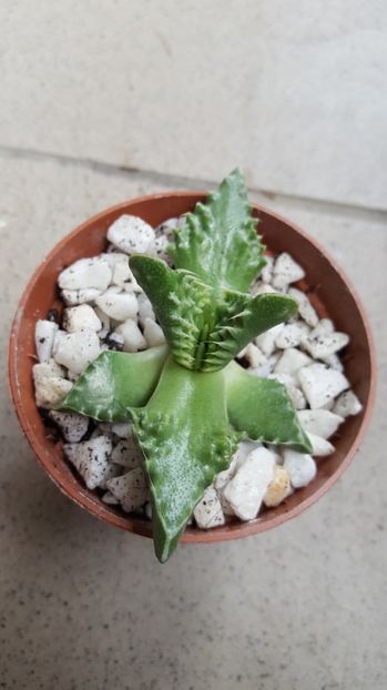  - Faucaria tuberculosa N