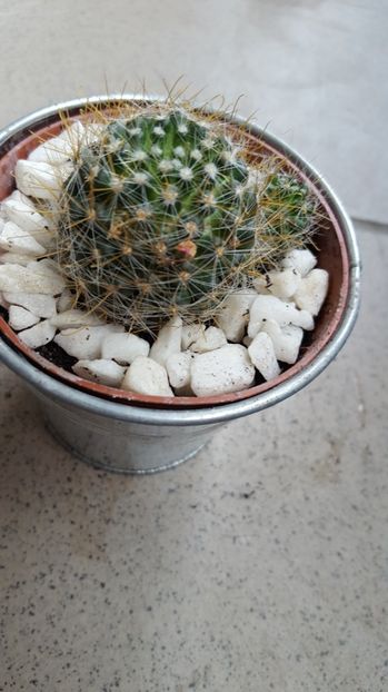  - Mammillaria sp