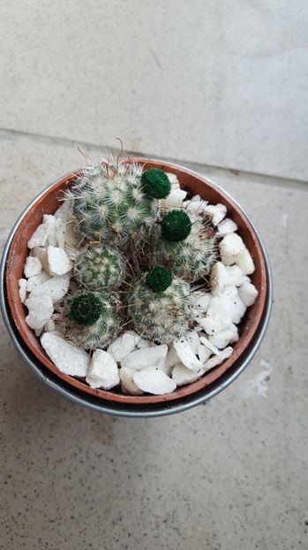  - Mammillaria bombycina