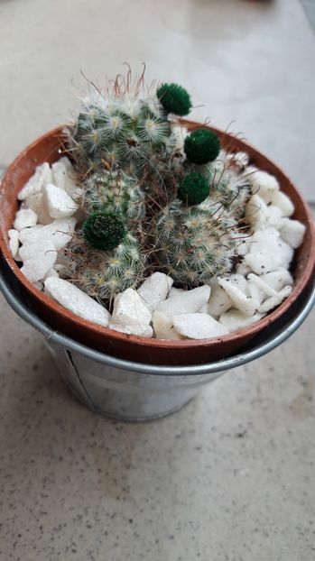  - Mammillaria bombycina