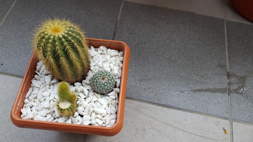  - Cleistocactus winteri-hildewintera aureispina