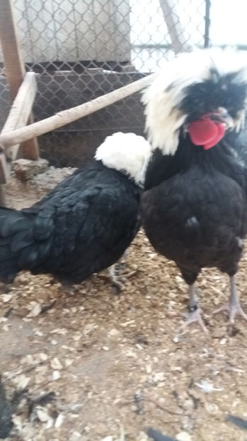  - Motata olandeza neagra cu mot alb matca pentru 2017