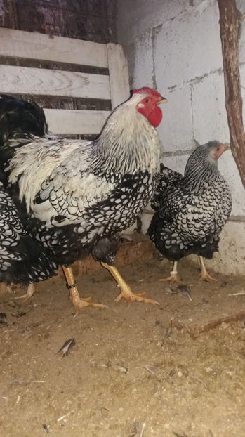  - Wyandotte argintiu matca 2017