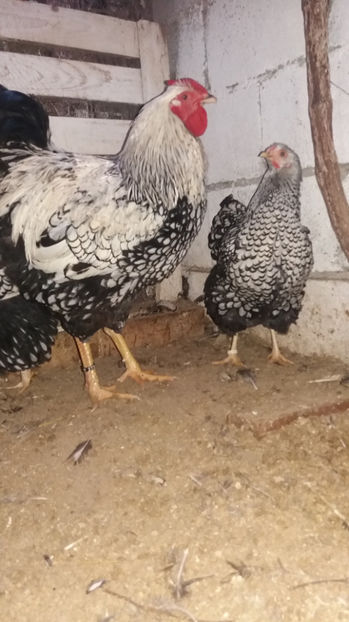  - Wyandotte argintiu matca 2017