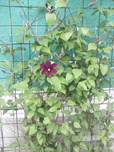 14 05 2017 - Warszawska Nike