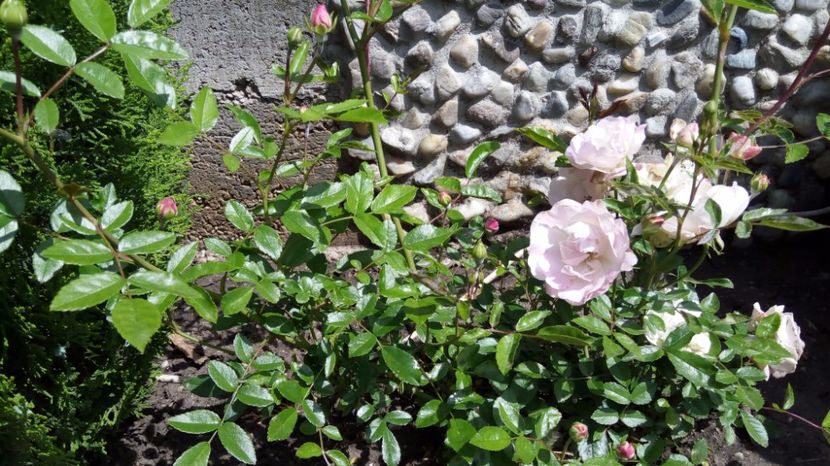 Sorbet Pink Polyantha 2 - Sorbet Pink Polyantha