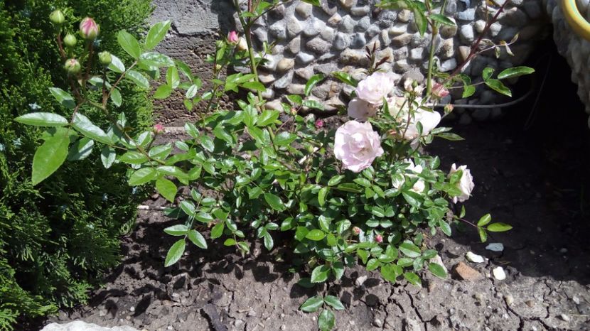 Sorbet Pink Polyantha 4 (1) - Sorbet Pink Polyantha