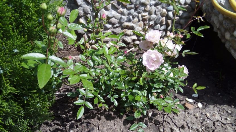 Sorbet Pink Polyantha 5 - Sorbet Pink Polyantha