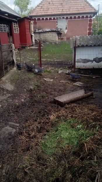  - Matca bibilici 2017 1