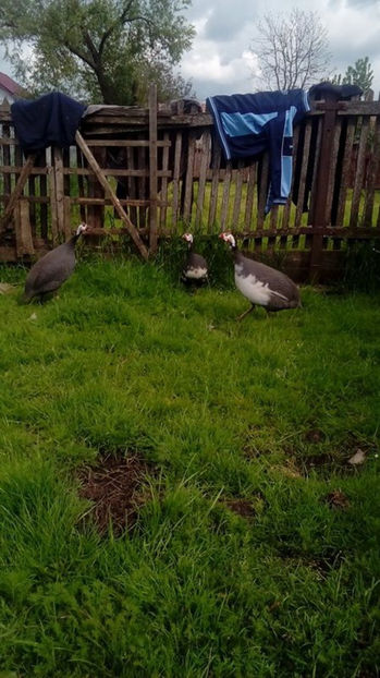  - Matca bibilici 2017 1