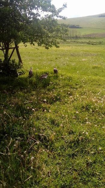  - Matca bibilici 2017 1