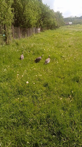  - Matca bibilici 2017 1