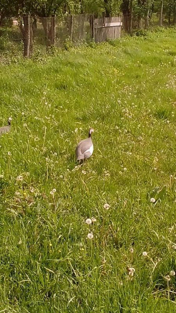  - Matca bibilici 2017 1