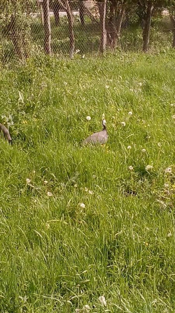  - Matca bibilici 2017 1