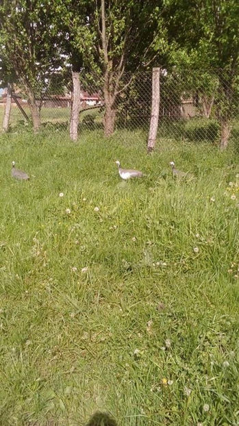  - Matca bibilici 2017 1