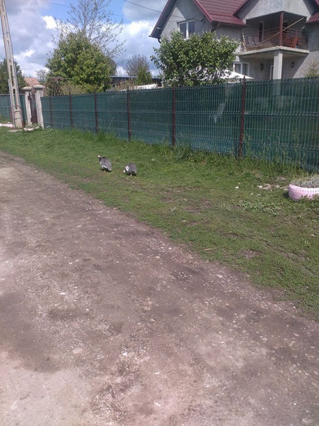  - Matca bibilici 2017 2