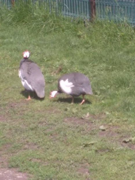  - Matca bibilici 2017 2