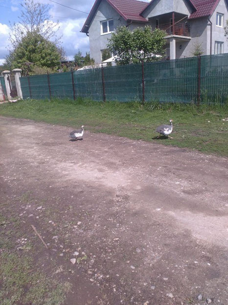  - Matca bibilici 2017 2