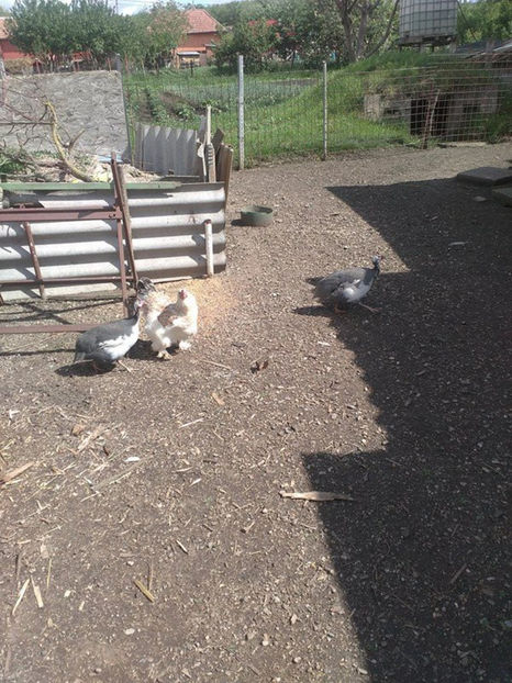  - Matca bibilici 2017 2