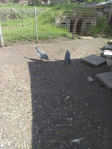  - Matca bibilici 2017 2