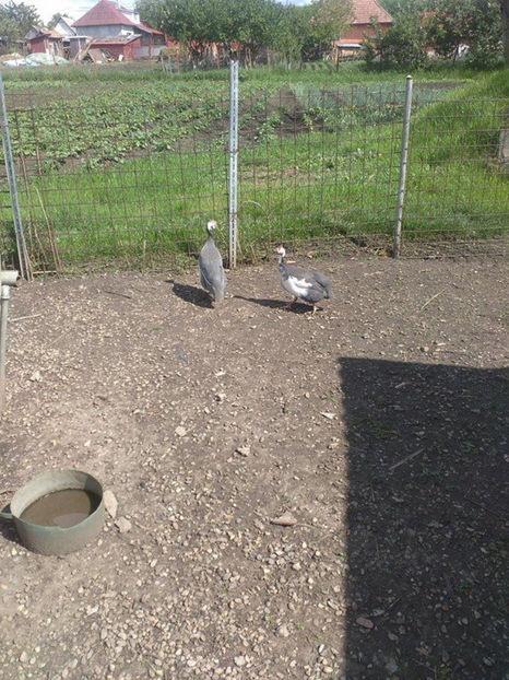  - Matca bibilici 2017 2