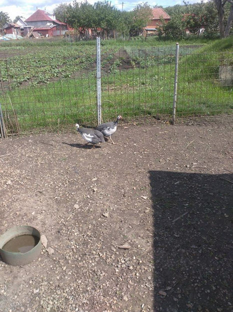  - Matca bibilici 2017 2