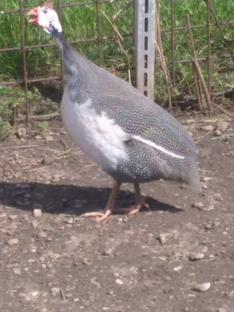 Masculul - Matca bibilici 2017 2