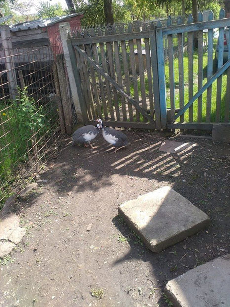  - Matca bibilici 2017 2