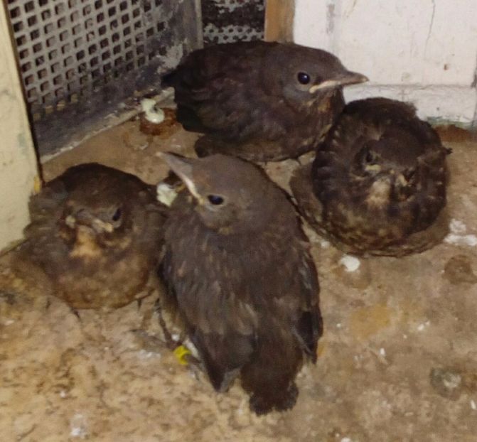  - AAAA__CUIB MIERLA 1 2017