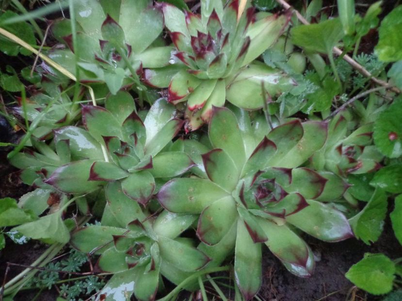 Sempervivum - Bucurii in gradina