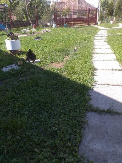  - Pui gaina pitica 2017