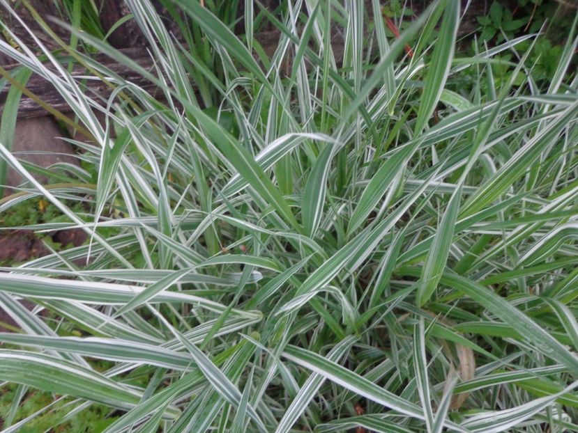 Phalaris - Bucurii in gradina