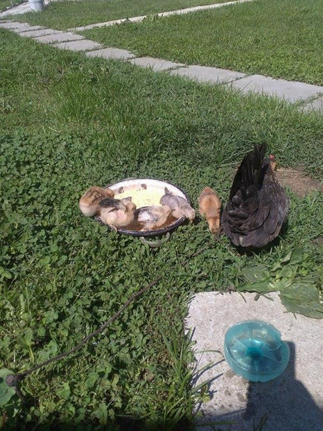  - Pui gaina pitica 2017